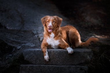 Köpek Nova Scotia Duck Tolling Retriever yaz aylarında