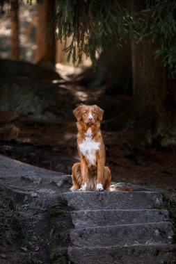 Köpek Nova Scotia Duck Tolling Retriever yaz aylarında