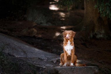 Köpek Nova Scotia Duck Tolling Retriever yaz aylarında