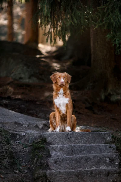 Perro Nova Scotia Duck Tolling Retriever en verano —  Fotos de Stock