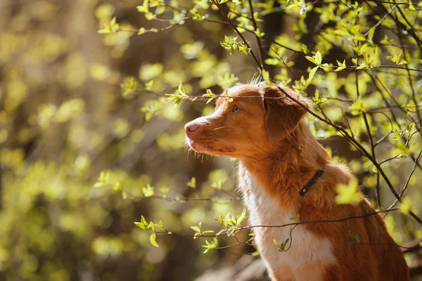 Pies Nova Scotia Duck Tolling Retriever latem — Zdjęcie stockowe