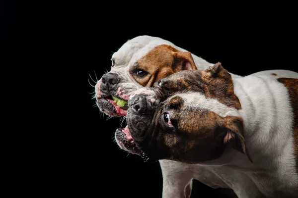 Zwei amerikanische Bulldoggen, amerikanische Bulldoggen, Hunde spielen mit dem Ball — Stockfoto