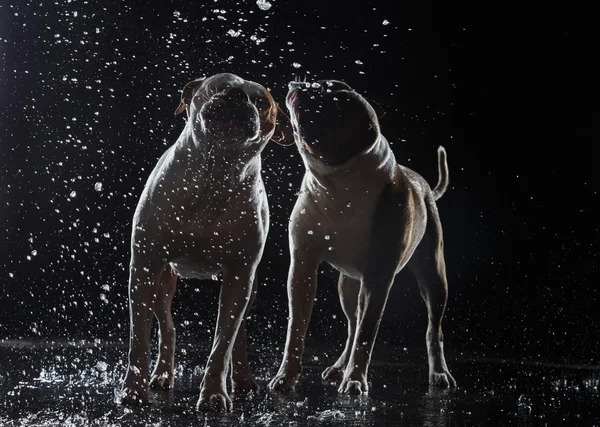 American Bulldog, perro Movimiento en el agua — Foto de Stock