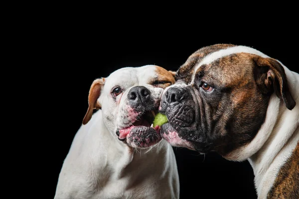 Dois Bulldogs americanos, Bulldog americano, Cães joga com a bola — Fotografia de Stock