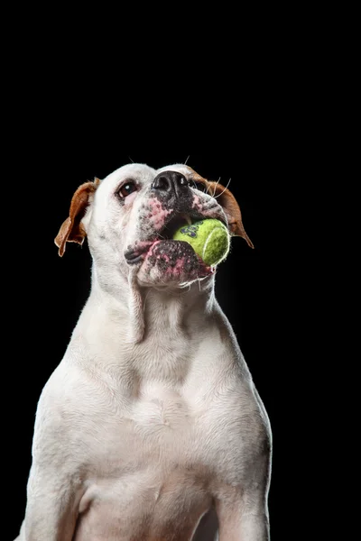 American Bulldog Dog brinca com a bola — Fotografia de Stock