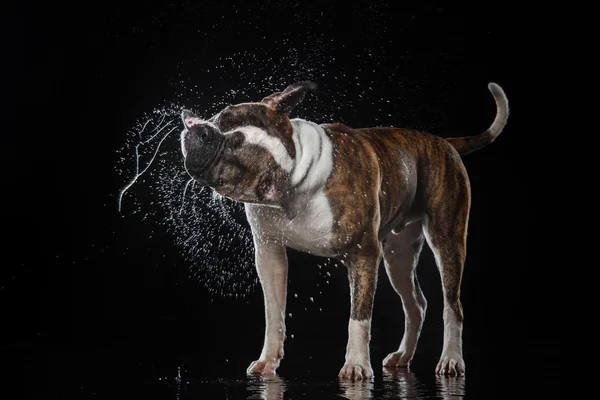 Amerikaanse Bulldog, hond beweging in het water — Stockfoto