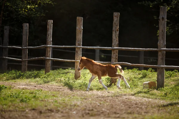 Egy szép csikó áll egy nyári paddock — Stock Fotó