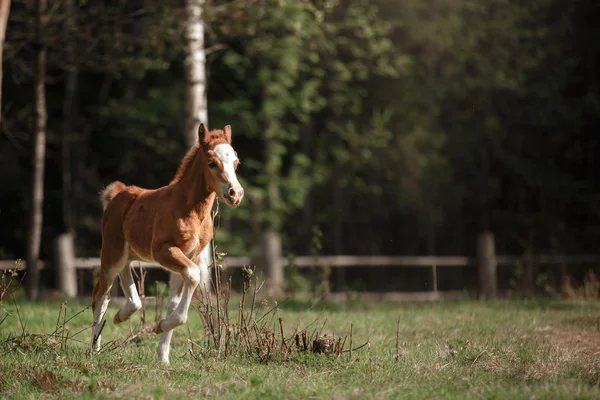 A pretty foal stands in a Summer paddock — Stock Photo, Image