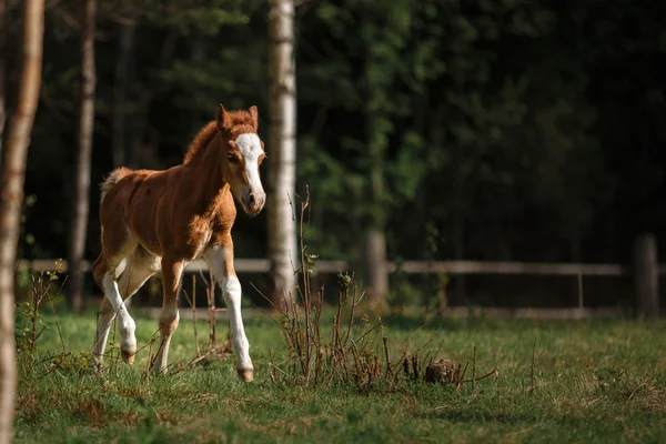 Egy szép csikó áll egy nyári paddock — Stock Fotó