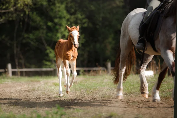 A pretty foal stands in a Summer paddock — Stock Photo, Image