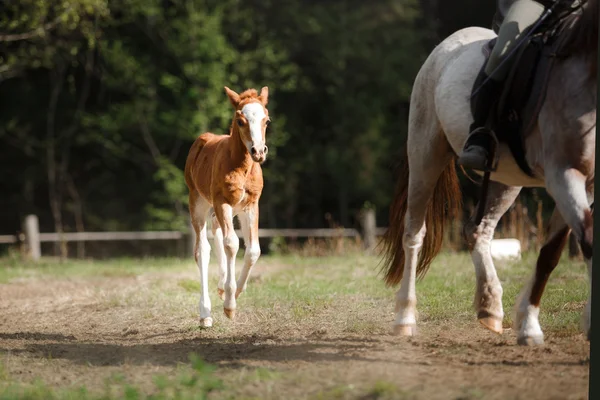 Egy szép csikó áll egy nyári paddock — Stock Fotó