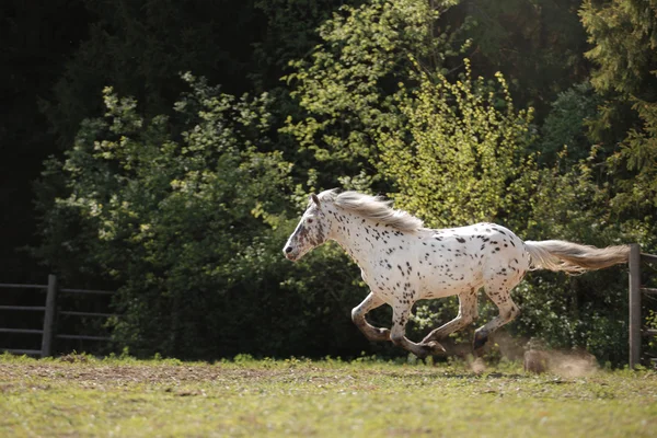 Knabstrup appaloosa horse trotting in a meadow — Stock Photo, Image