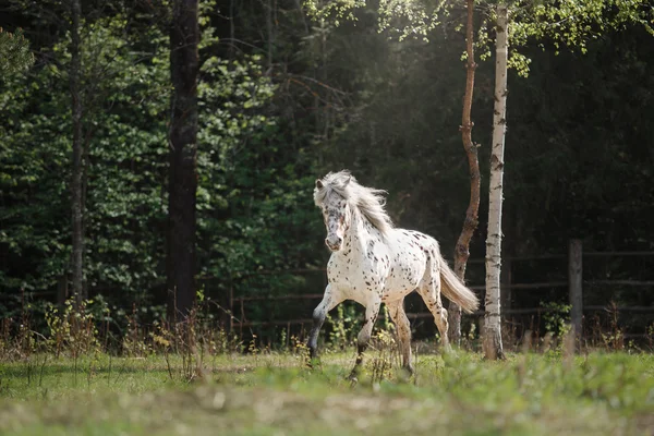 Knabstrup appaloosa cavalo trote em um prado — Fotografia de Stock