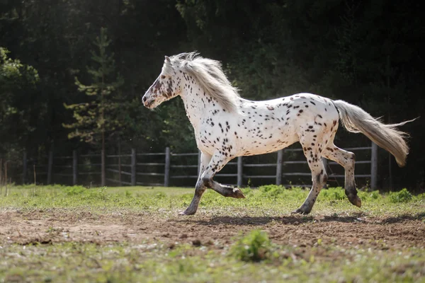 Koni appaloosa Knabstrup kłusem na łące — Zdjęcie stockowe