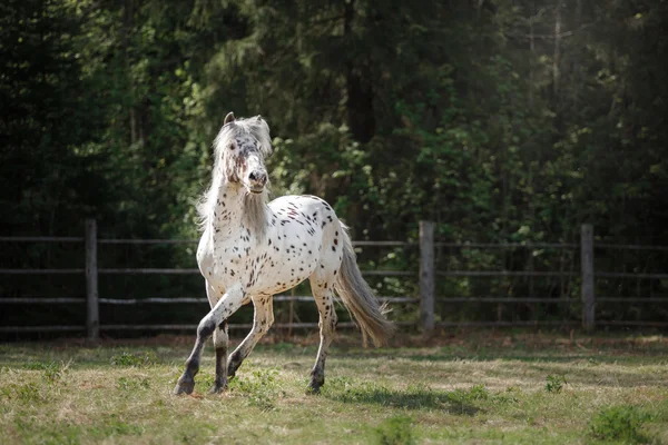 Knabstrup appaloosa лошадь рысью по лугу — стоковое фото