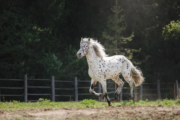 Knabstrup appaloosa horse trotting in a meadow — Stock Photo, Image