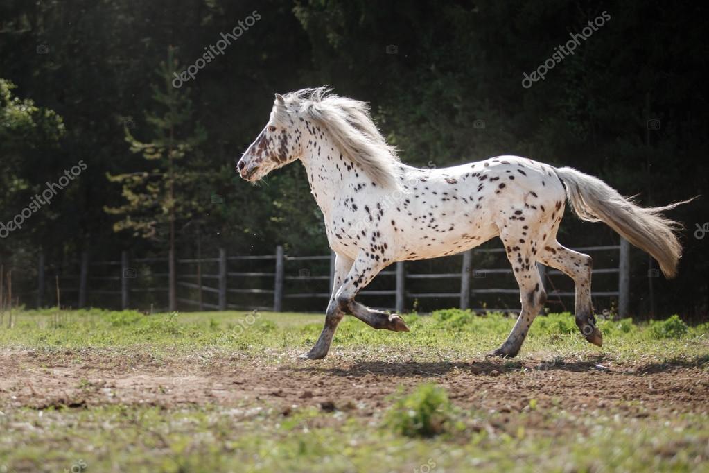 андалузская лошадь идальго. орловский рысак аллюр. лошади ходят. пегий орловский рысак. галоп аллюр иноходь.