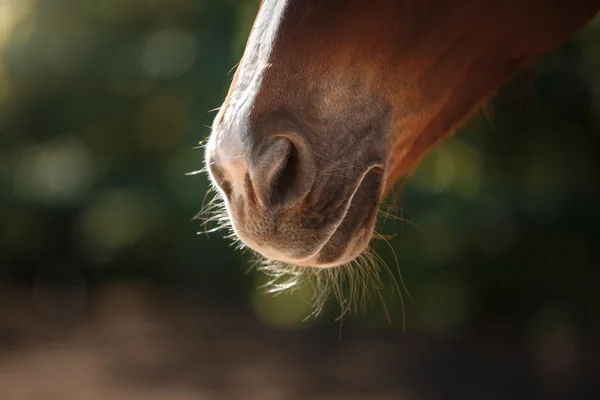 Caballo en la naturaleza. Retrato de un caballo, caballo marrón —  Fotos de Stock