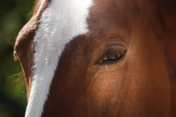 自然の馬。馬、茶色の馬の肖像画 — ストック写真