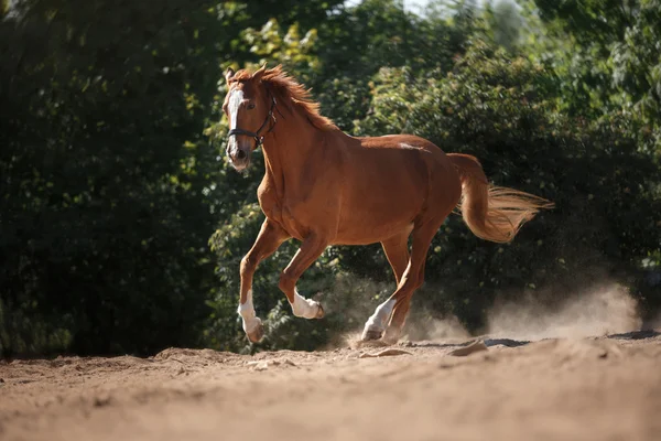 Ló a természetben. Egy ló portréja, barna ló — Stock Fotó