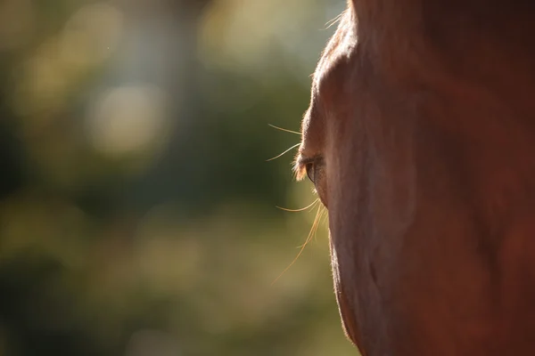 Doğadaki at. Bir atın portresi, kahverengi at. — Stok fotoğraf