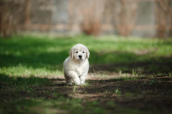 Pequeno filhote de cachorro Golden retriever — Fotografia de Stock