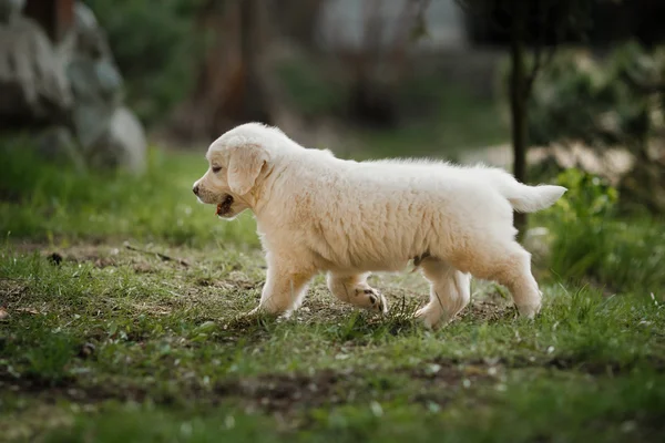 Pequeño cachorro Golden retriever — Foto de Stock