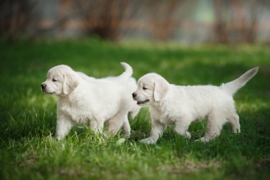 Küçük puppys Golden retriever