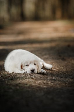 Yavru Golden retriever