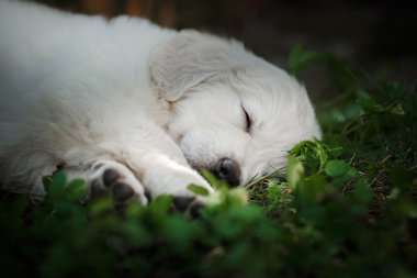 Yavru Golden retriever