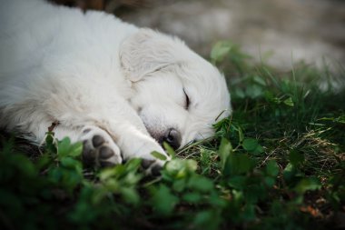 Yavru Golden retriever