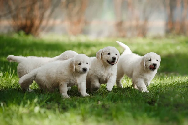 Little puppys Golden retriever