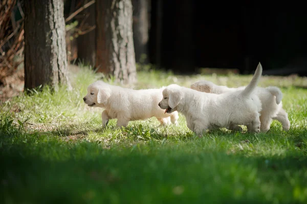 Weinig puppys Golden retriever — Stockfoto