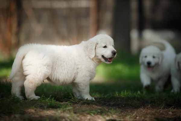 Malý puppys zlatý retrívr — Stock fotografie