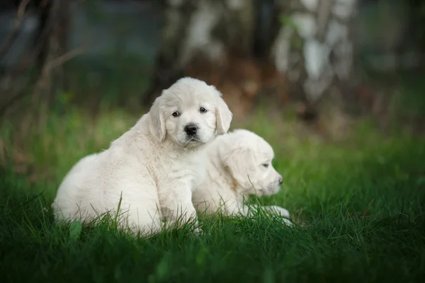 Pequeños cachorros Golden retriever — Foto de Stock