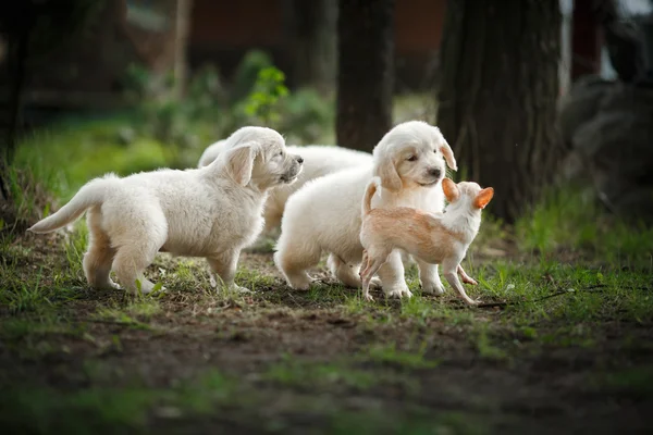 Kis kiskutya Golden retriever — Stock Fotó