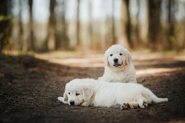 Pequeños cachorros Golden retriever — Foto de Stock