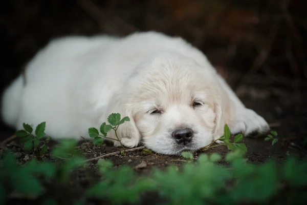 Pequeno filhote de cachorro Golden retriever — Fotografia de Stock