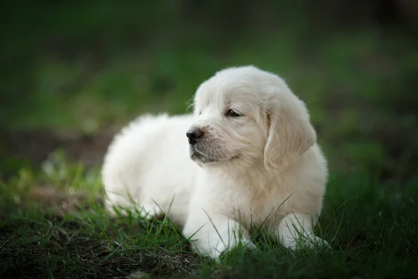 Piccolo cucciolo Golden retriever — Foto Stock