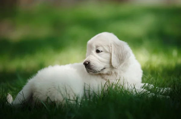 Kleine pup Golden retriever — Stockfoto