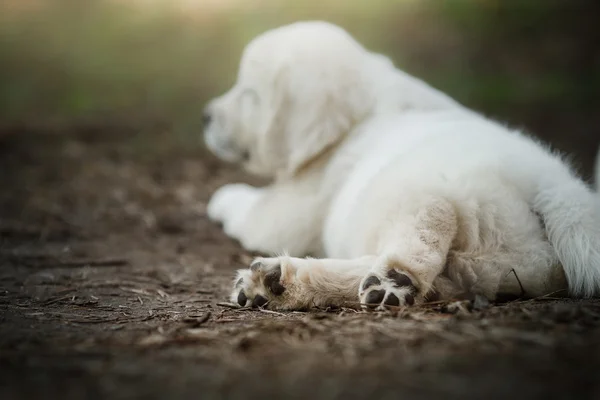 Little puppy Golden retriever — Stock Photo, Image