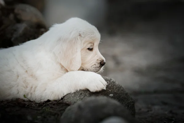 Pequeno filhote de cachorro Golden retriever — Fotografia de Stock