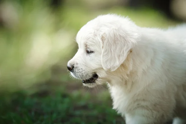 Kleine pup Golden retriever — Stockfoto