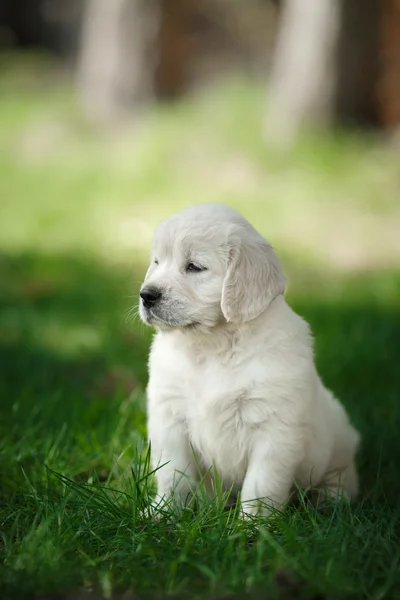 Pequeno filhote de cachorro Golden retriever — Fotografia de Stock