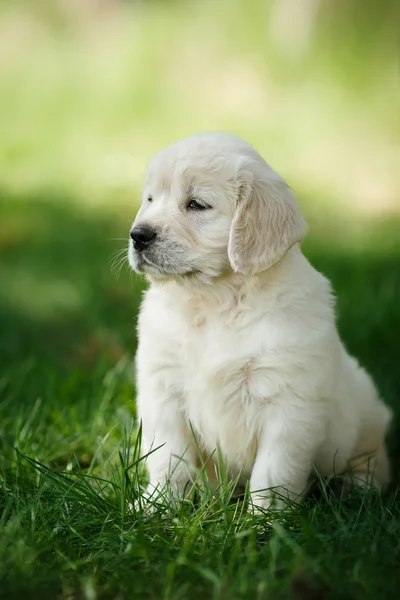 Pequeño cachorro Golden retriever — Foto de Stock