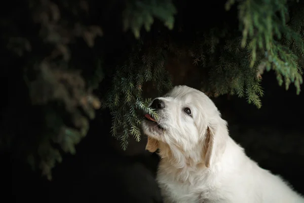 ゴールデンレトリーバー子犬 — ストック写真