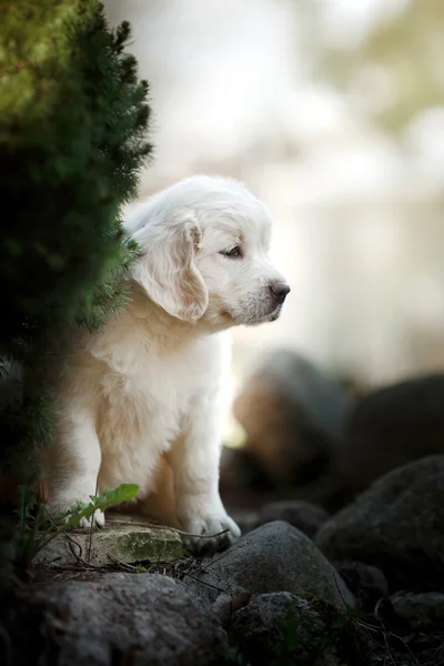 Pequeño cachorro Golden retriever — Foto de Stock