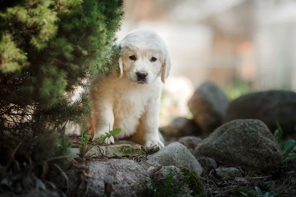 Pequeno filhote de cachorro Golden retriever — Fotografia de Stock