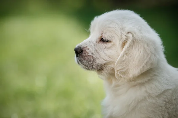 Little puppy Golden retriever — Stock Photo, Image