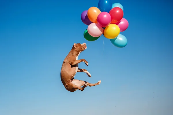 American staffordshire terrier cão pula no ar para pegar balões voadores — Fotografia de Stock